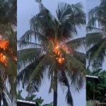 Myster!ous video of coconut video on f!re after thunder str!ke raises concerns online (WATCH)