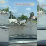 "Na here I dey since" – Motorists stranded as cows lock horns on the road (WATCH)