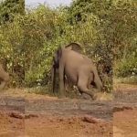 Bow-legged elephant captivates netizens, sp@rks reactions (WATCH)