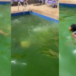 "Is this a pond or a pool?" – Tongue w@gs as lady swims with ease in the algae-filled pool at a lounge (WATCH)