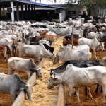 Bauchi Gov’t Flags Off Mass Vaccination Against Anthrax  