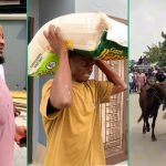Christmas: Nigerian Man Buys Over 10 Cows, Bags Of Rice to Distribute in His Community