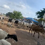 Open Grazing: Months after Wike’s threat, cows roam FCT roads freely