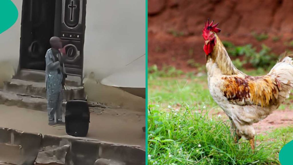Pastor Blows Hot, Rains Curses on Whoever Stole His N30k Fowl, Video Sends Nigerians into Frenzy