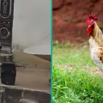 Pastor Blows Hot, Rains Curses on Whoever Stole His N30k Fowl, Video Sends Nigerians into Frenzy