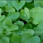 NEWS:The Health Advantages of Consuming Boiled Yam Leaves