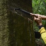 Rubber tappers forge sustainable future in Amazon