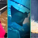 Lady Sees Expensive Stingray Fish At Lagos Aquarium That Looks Like Scene From Disney Movie