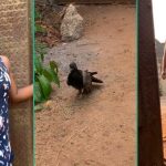 Lady Who Owns Pigeon Gives It Special Name And Speaks To it Like Human Being
